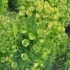 Euphorbia characias 'wulfenii' -- Riesen-Wolfsmilch